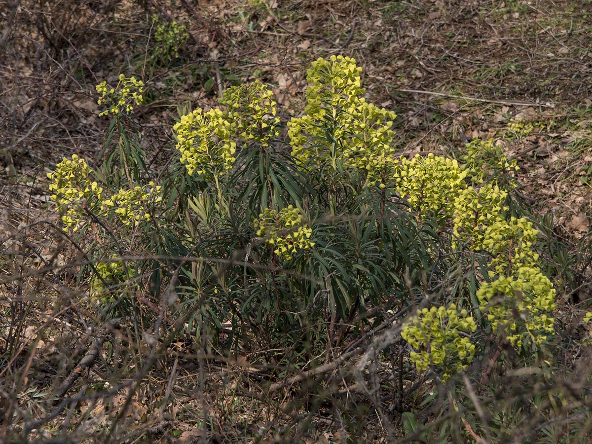 Euphorbia wulfenii